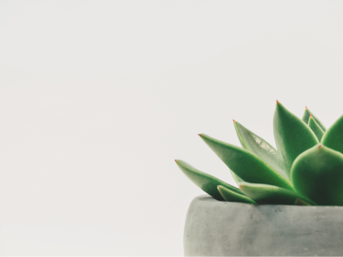 succulent pot on white background